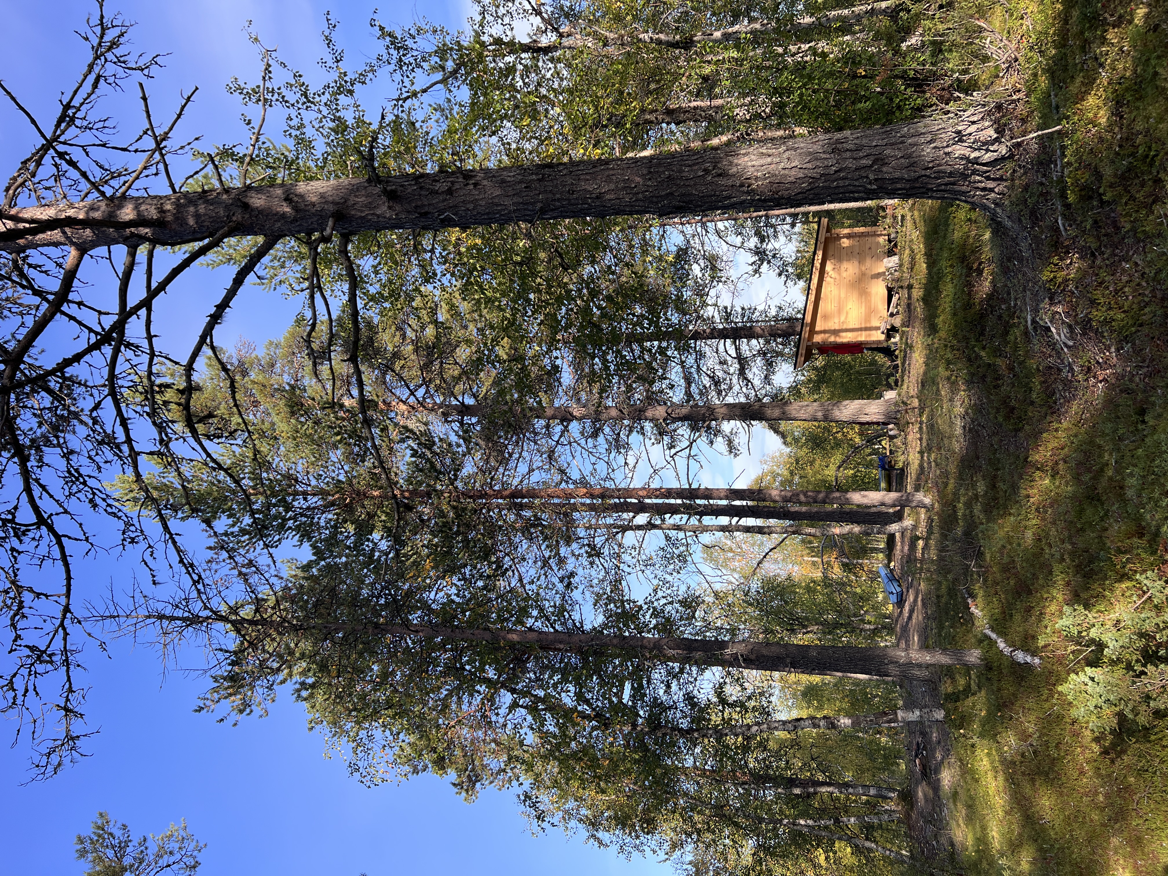 Laavu rantametsikössä.
