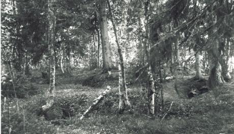 metsämaisema