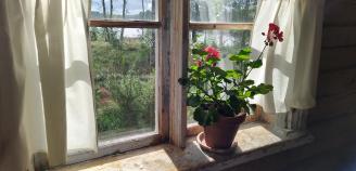 Kukka ikkunalaudalla Vaaranmikkolan talossa