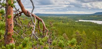 Kuvituskuva Niemivaara Pellossa, mänty, kesäinen kuva