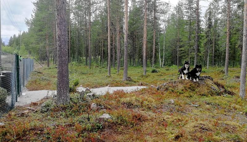 Koirapuisto, aita ja pistoa sisältä, kaksi mustaa suomenlapinkoiraa kivellä