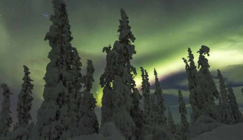 revontulet ja metsä