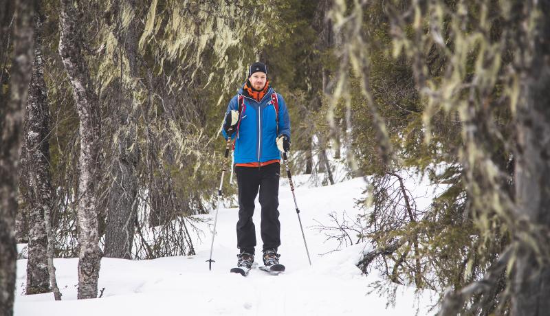 Ihminen hiihtää liukulumisusksilla metsässä, naavaisia puita