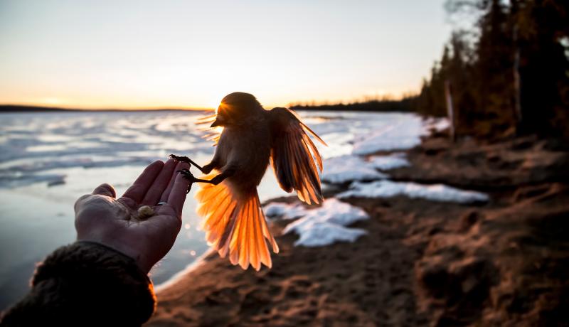 tasutalla Pallasjärvi, auringonlasku kesällä, kuukkeli ihmisen kädellä