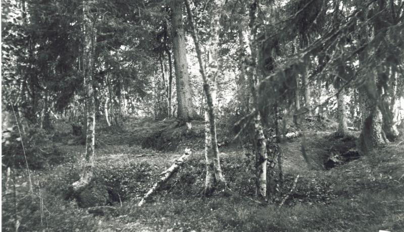 metsämaisema