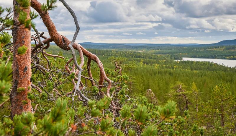 Kuvituskuva Niemivaara Pellossa, mänty, kesäinen kuva